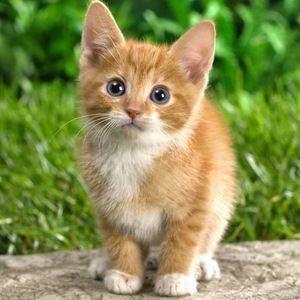 Meet your Posher, Stella